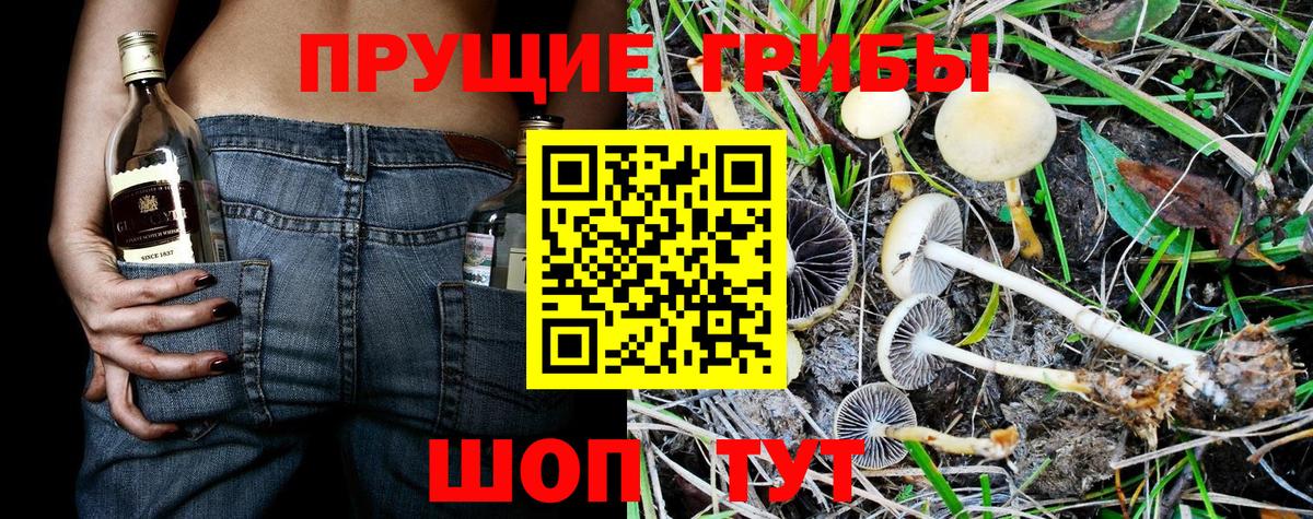 Луховицы  Галлюциногенные грибы Psilocybine cubensis  Вход с VPN 
